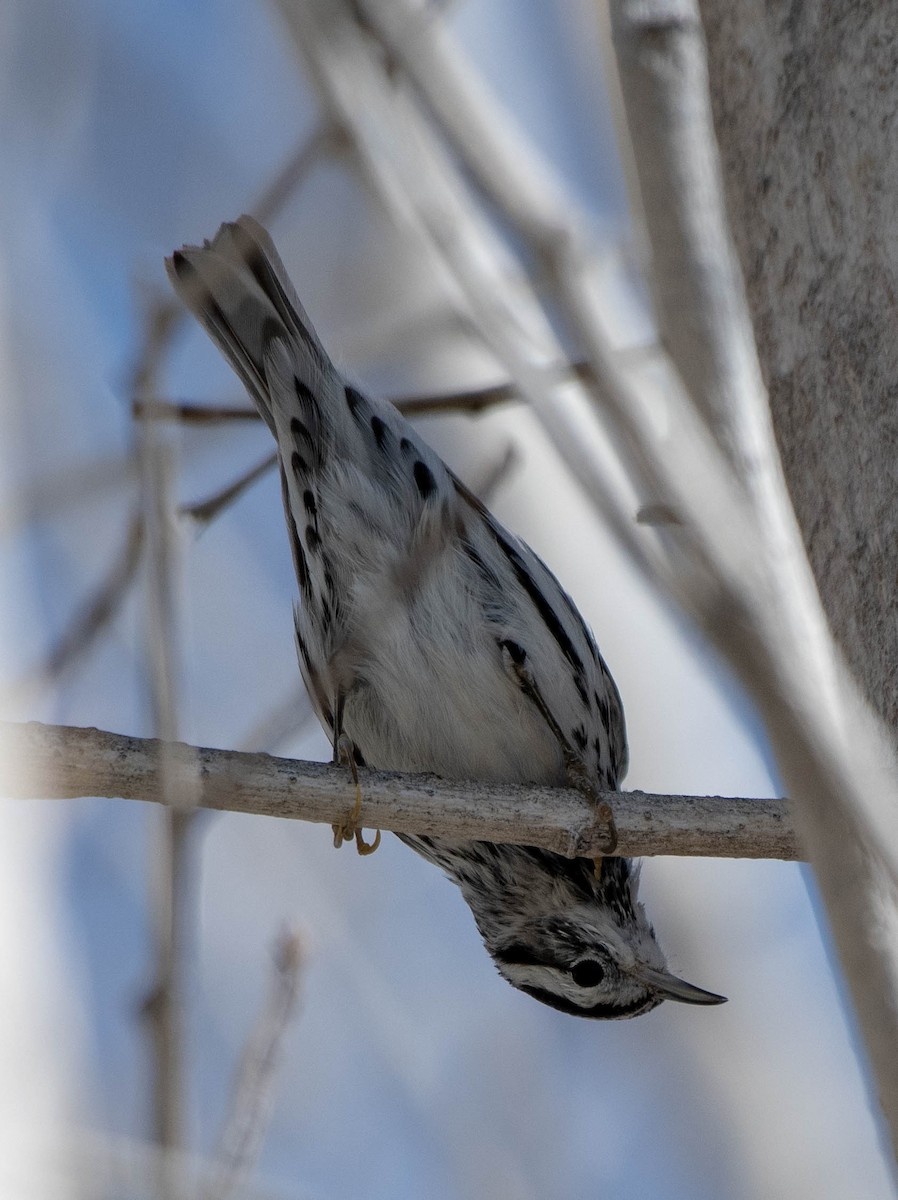 Black-and-white Warbler - Mary McSparen