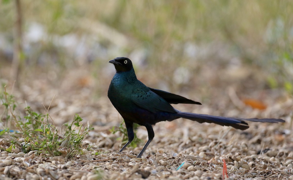 Long-tailed Glossy Starling - ML140411101