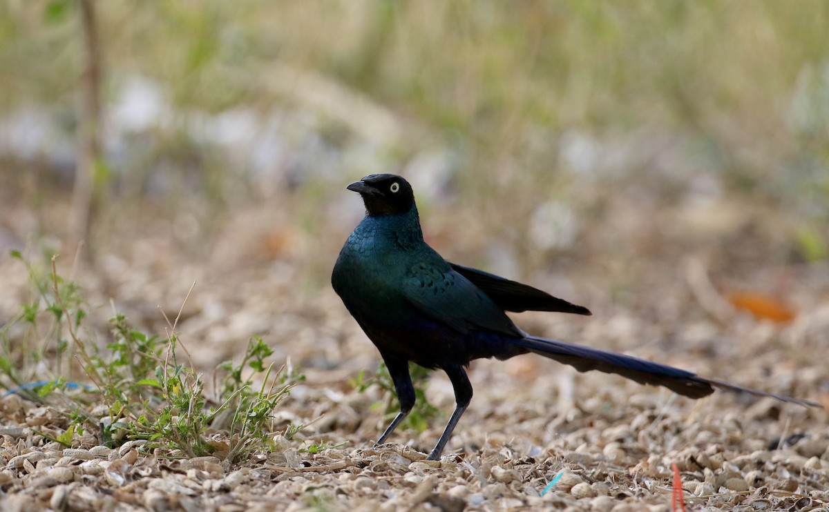 Long-tailed Glossy Starling - ML140411121