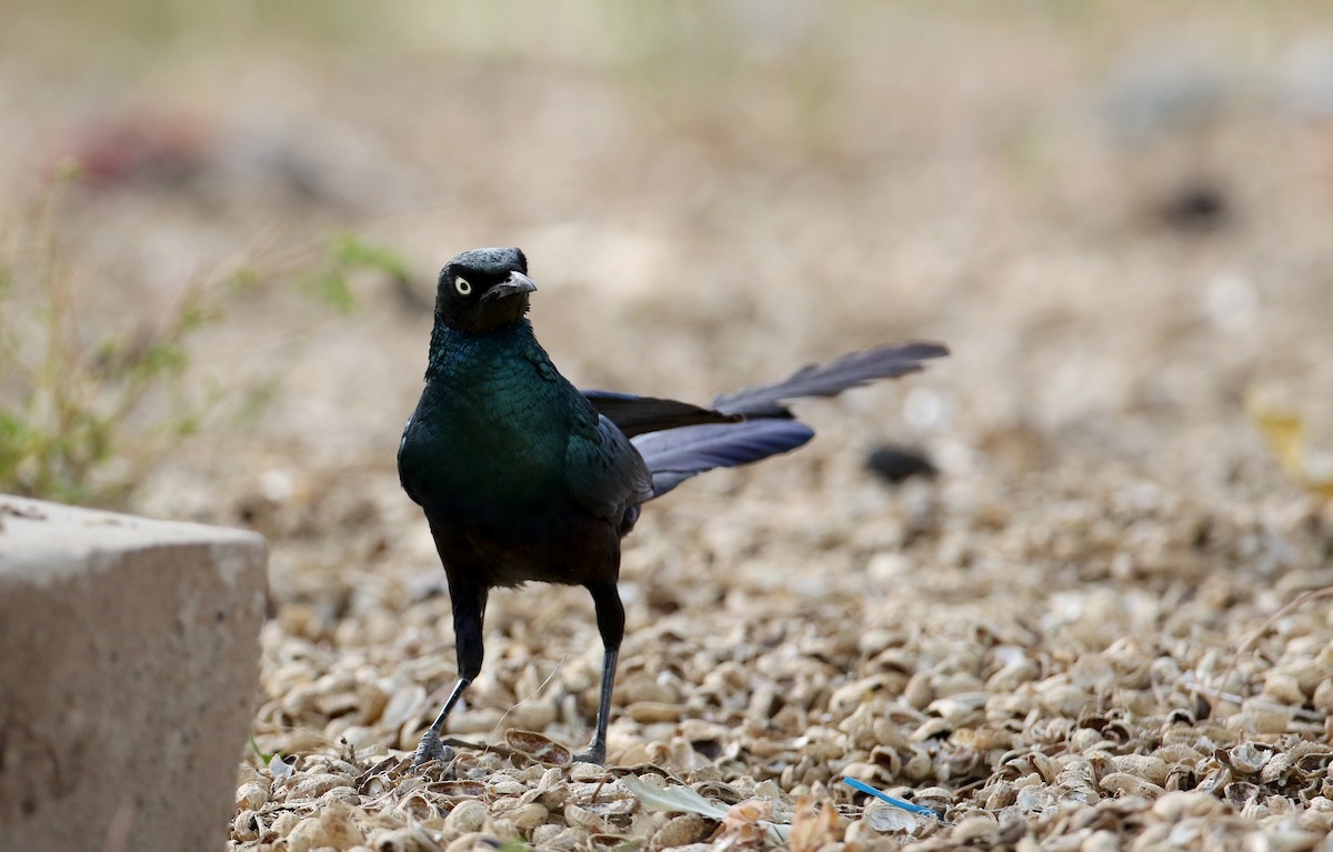 Long-tailed Glossy Starling - ML140411131