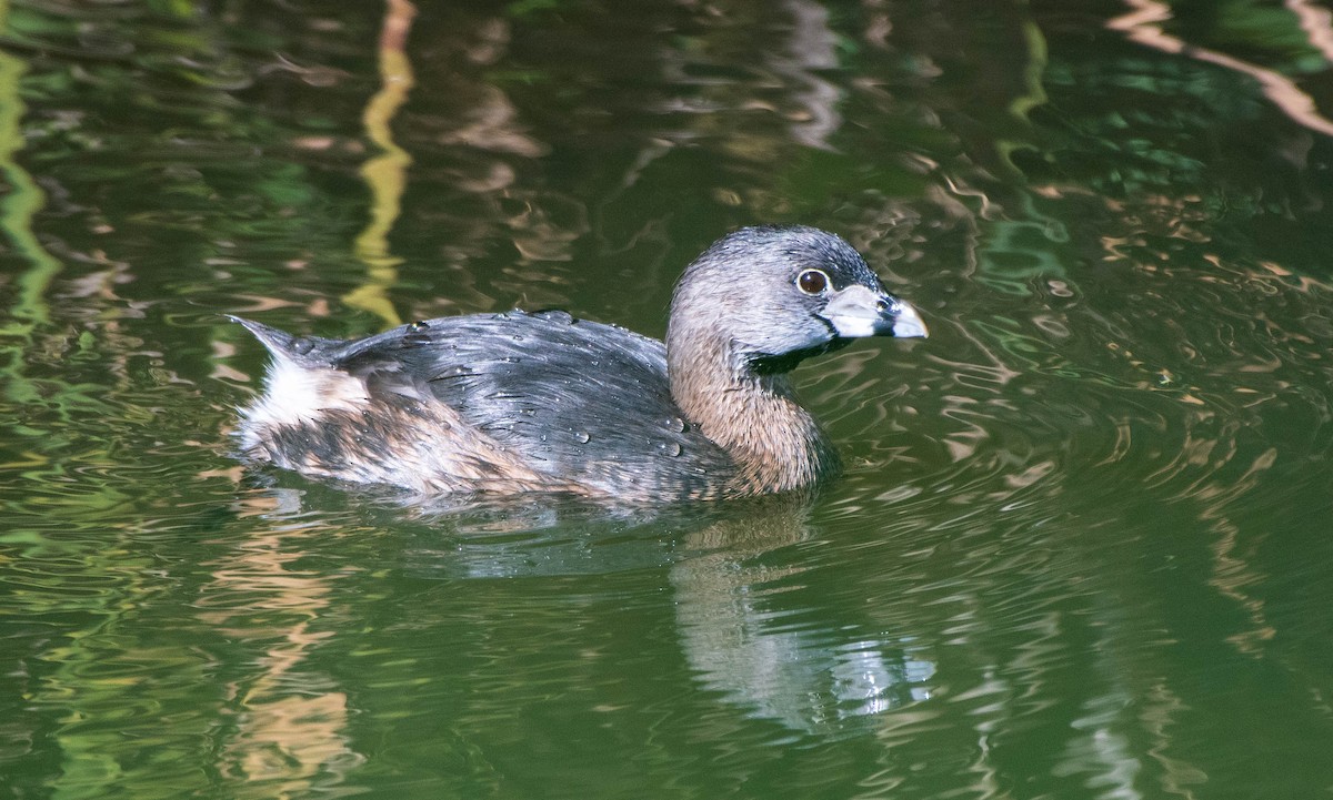 Pied-billed Grebe - Mary McSparen
