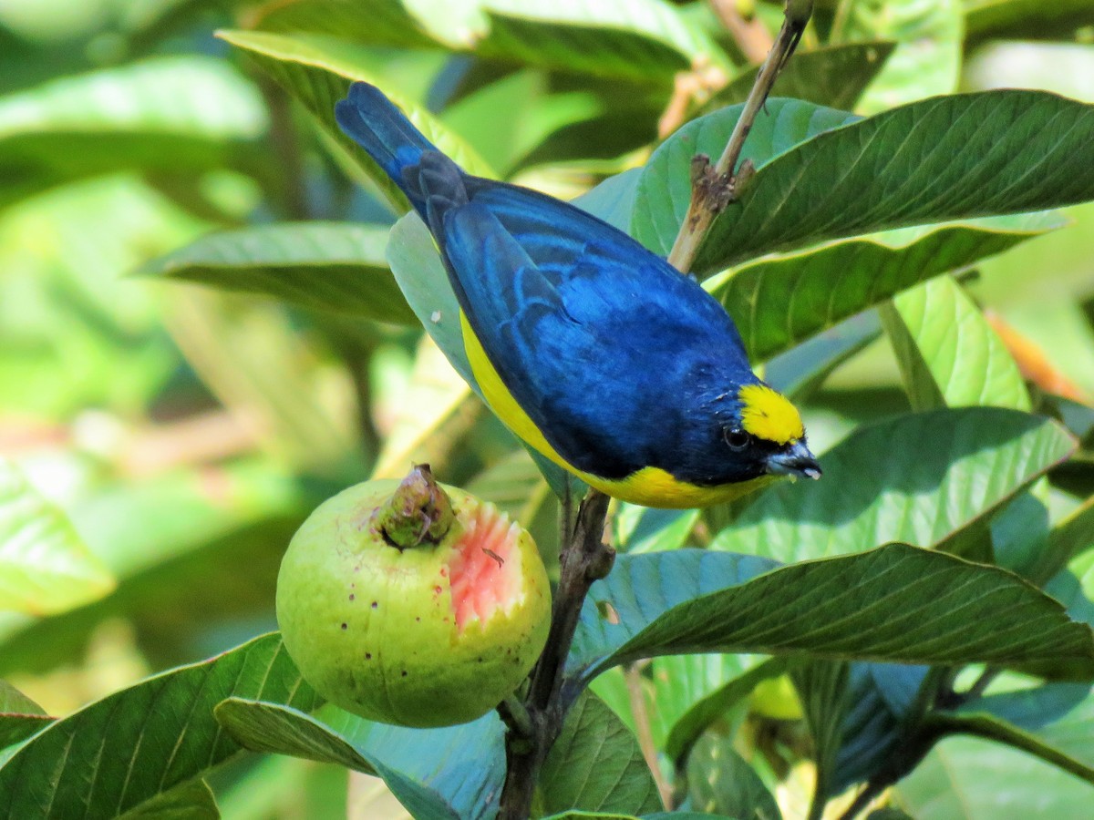Thick-billed Euphonia - Oliver  Komar