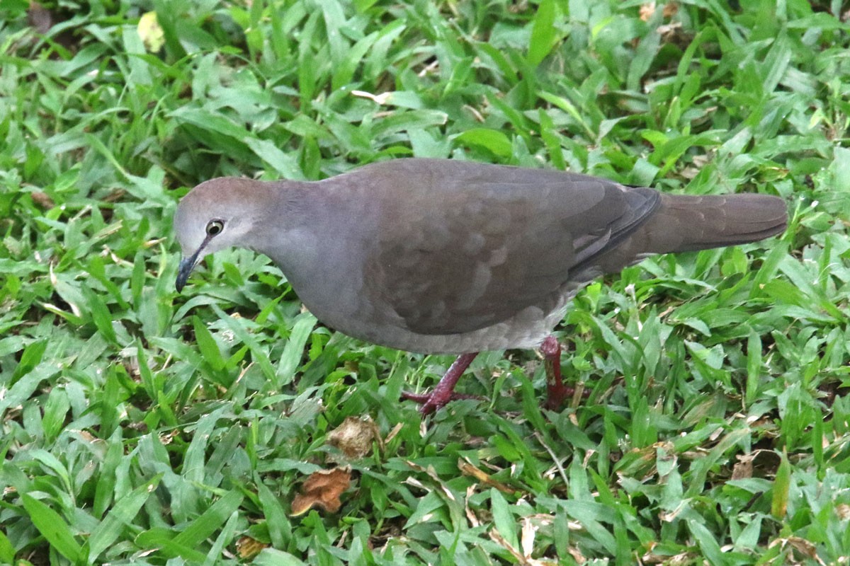Gray-chested Dove - ML140412231