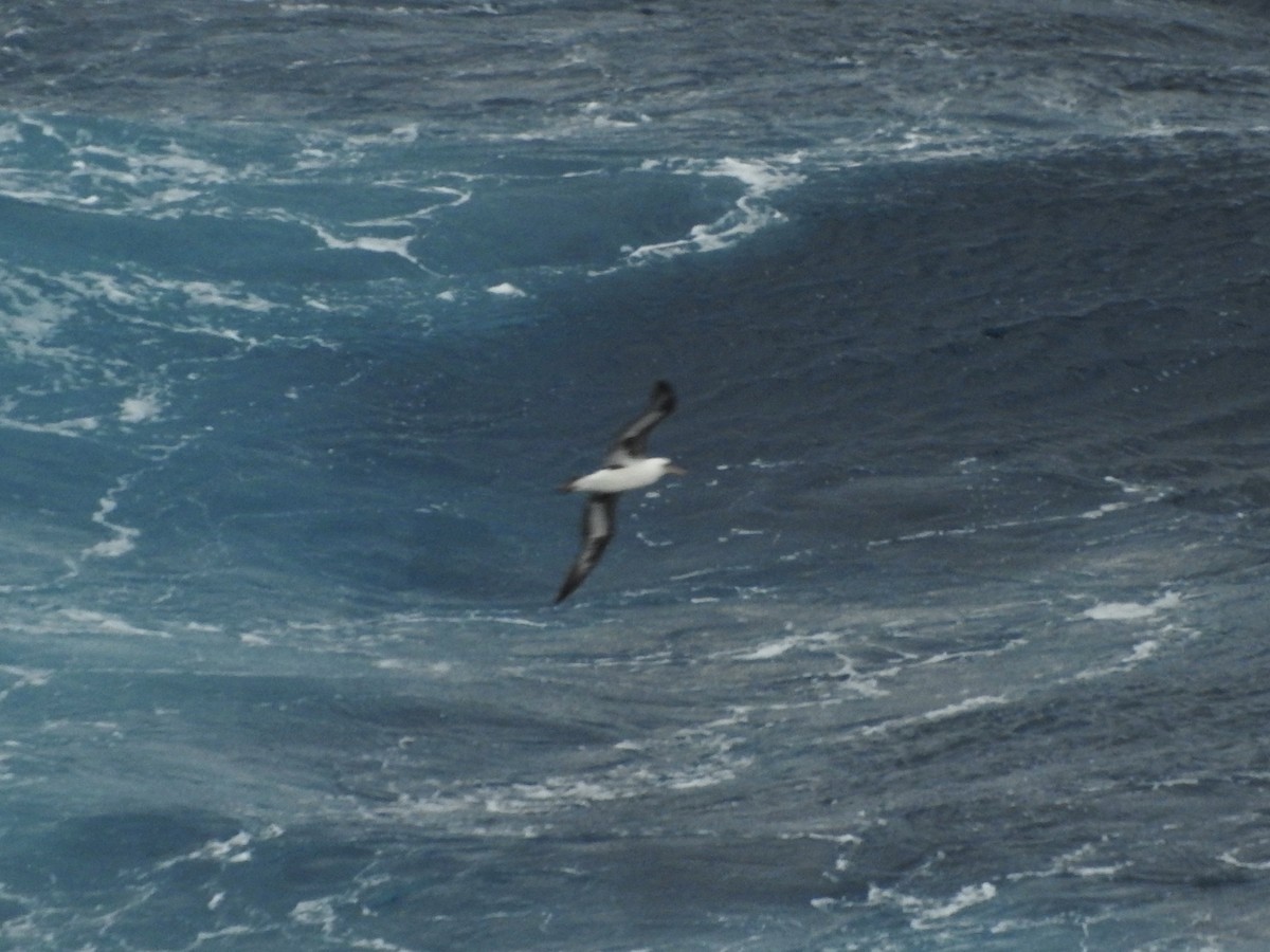 Laysan Albatross - Noam Markus