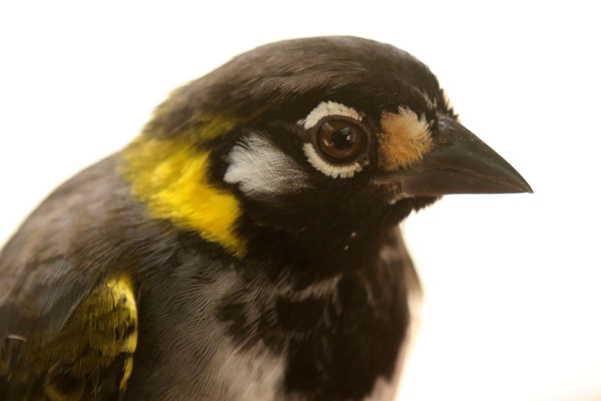 White-eared Ground-Sparrow - Noah Strycker