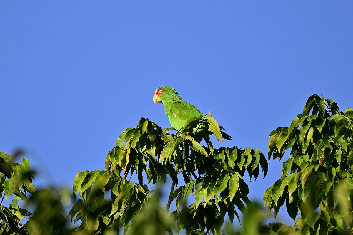 White-fronted Parrot - ML140414711