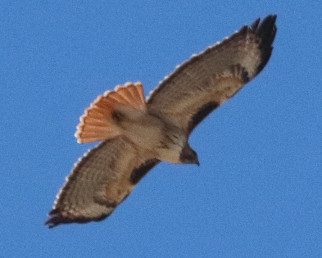 Red-tailed Hawk - ML140415241