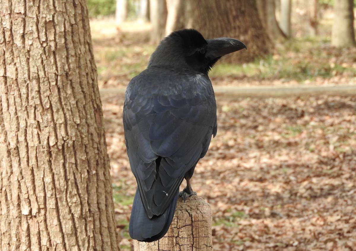 Large-billed Crow - ML140415901