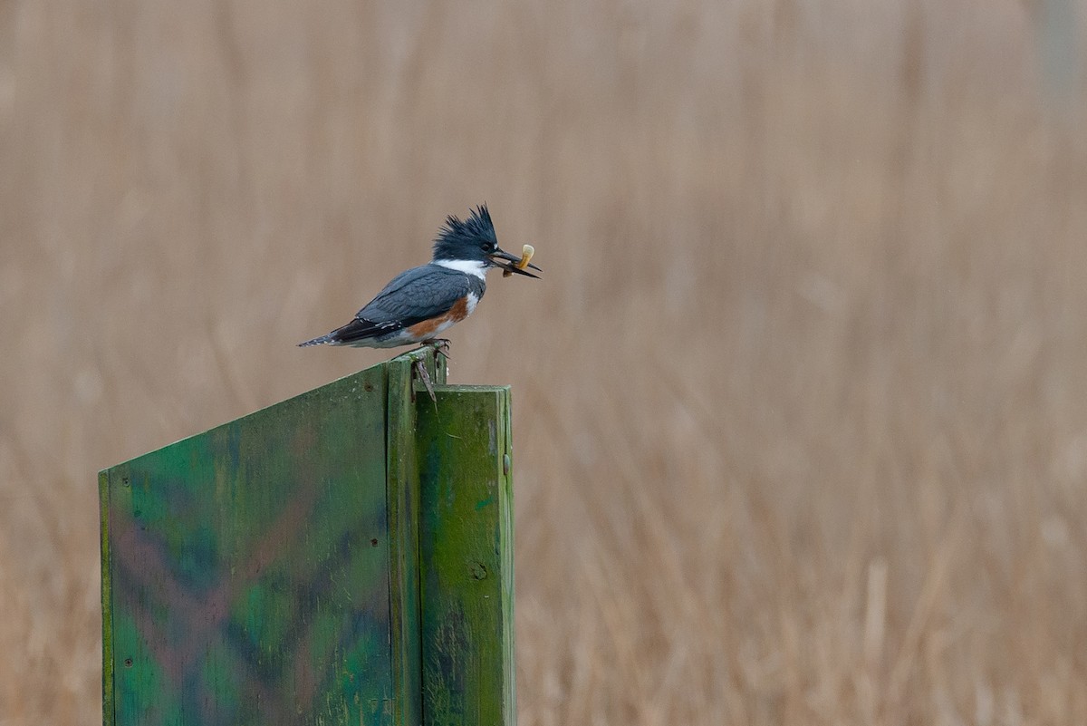 Belted Kingfisher - ML140416771