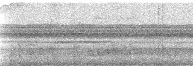 Tinamou à calotte noire - ML140417
