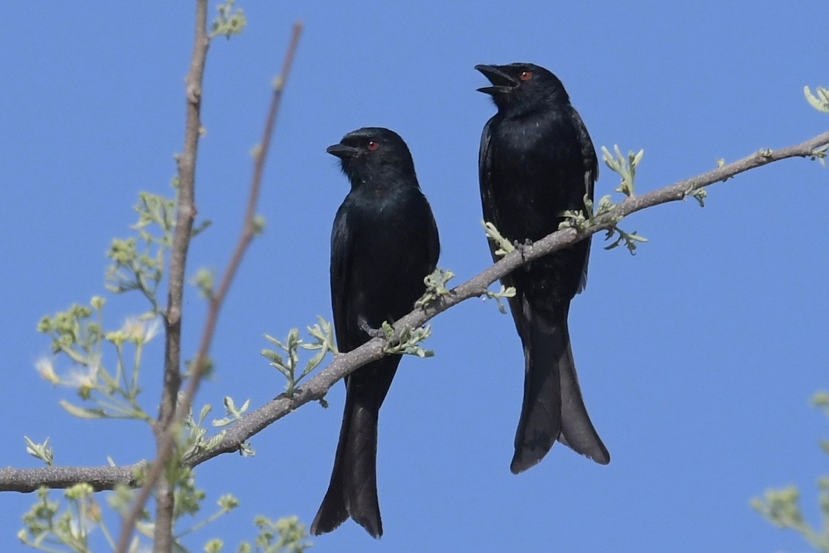Fork-tailed Drongo - ML140418721