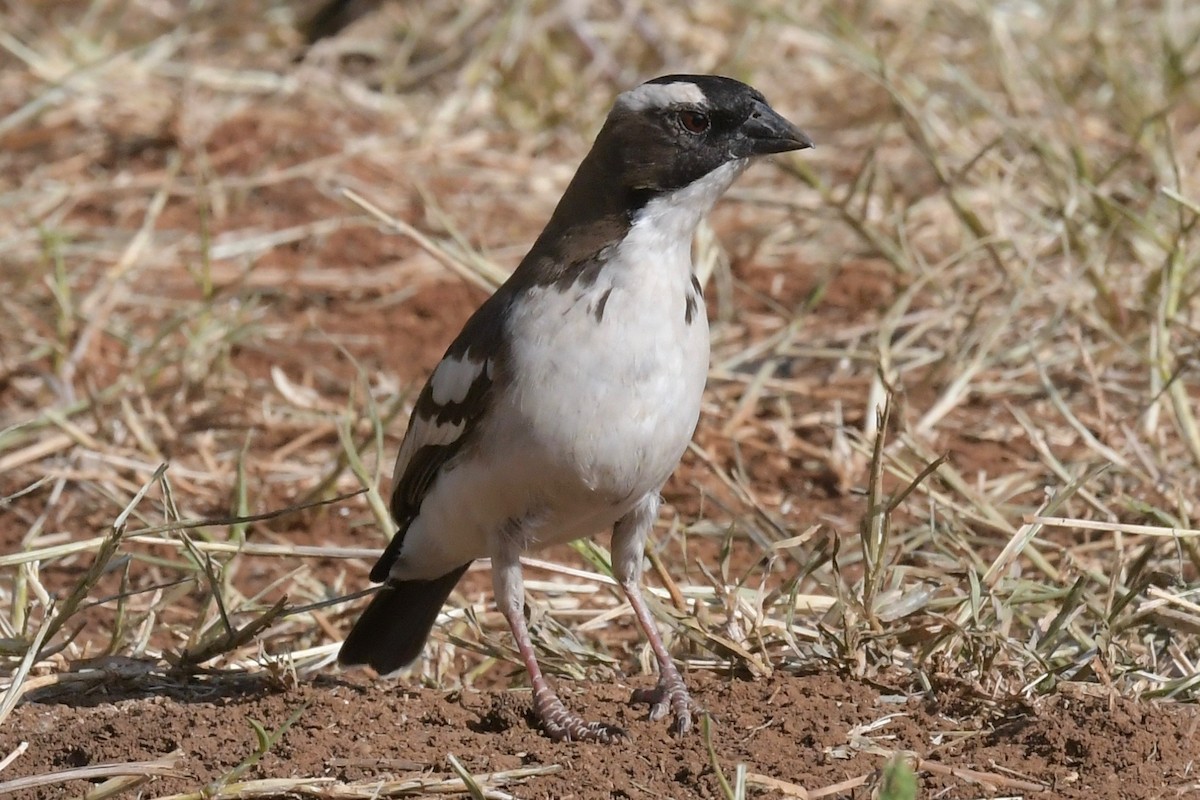 White-browed Sparrow-Weaver - ML140420601