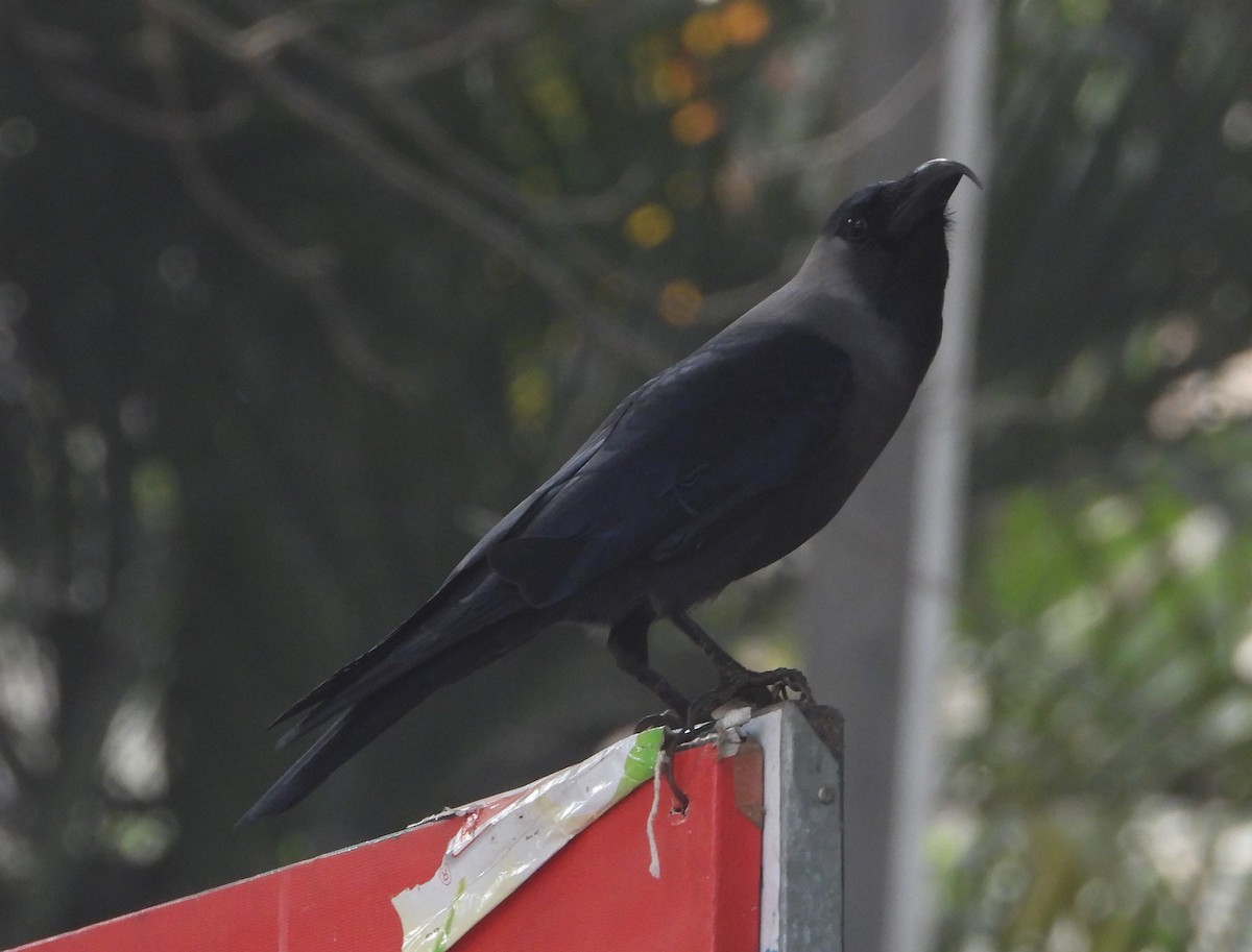 House Crow - Sunil Thirkannad