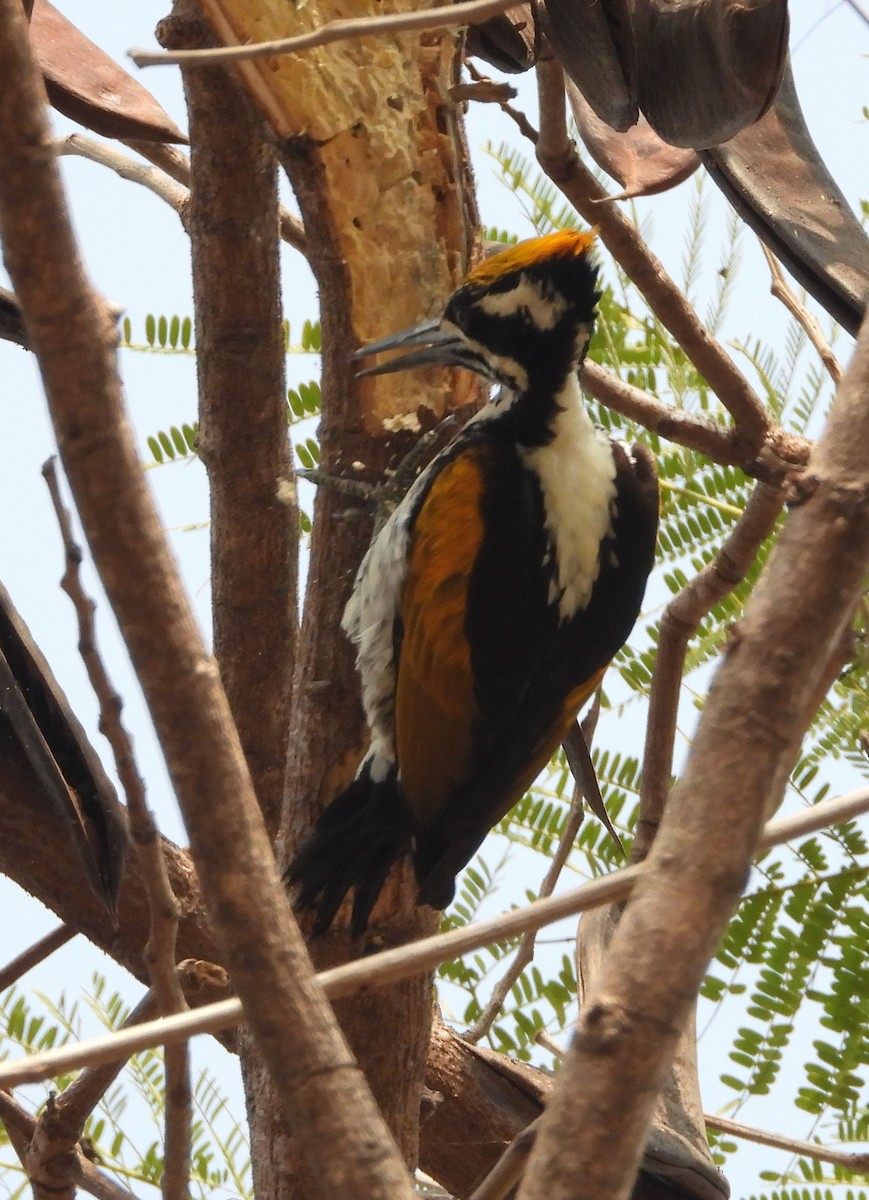 White-naped Woodpecker - Sunil Thirkannad