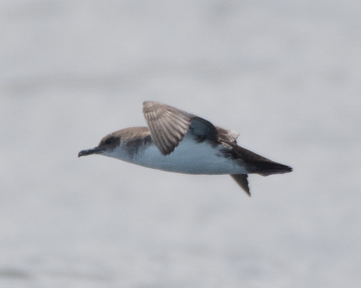 Black-vented Shearwater - James Kendall