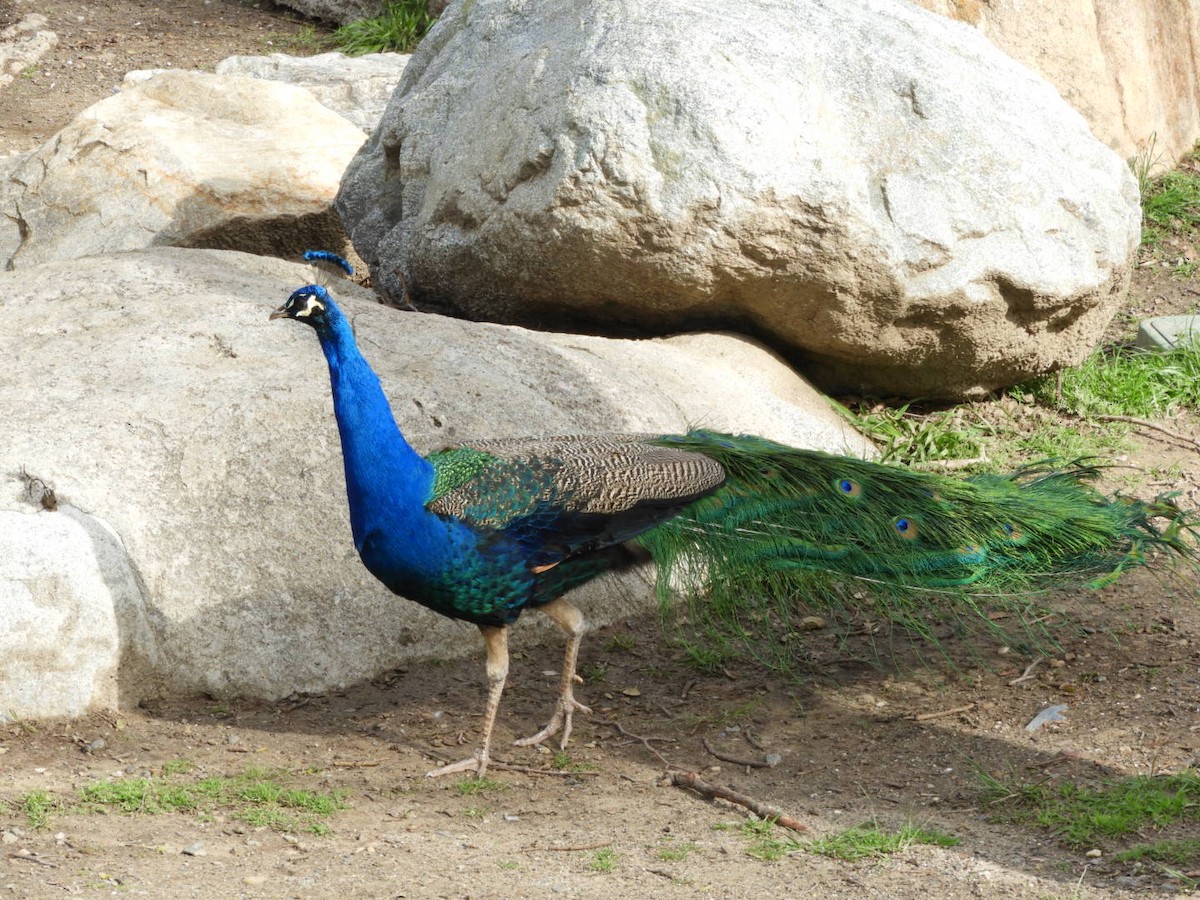 Indian Peafowl (Domestic type) - ML140421931
