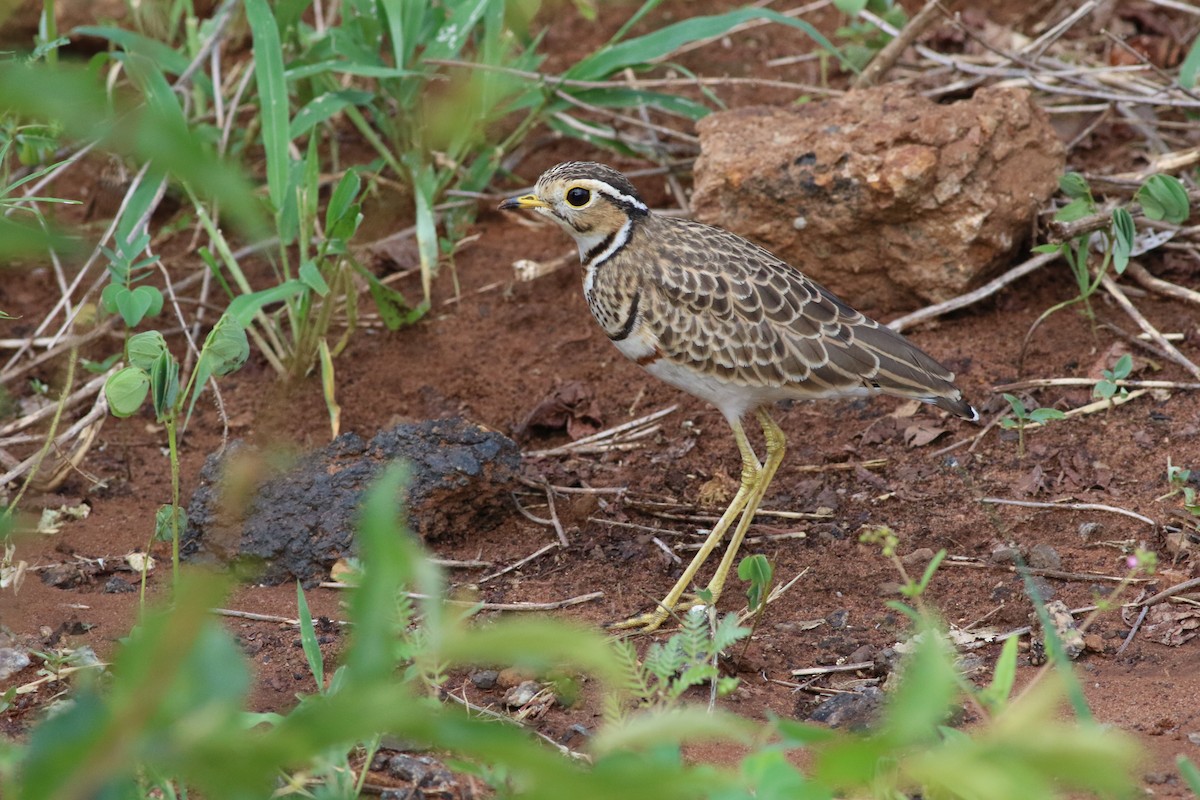 Three-banded Courser - Ronald Goddard
