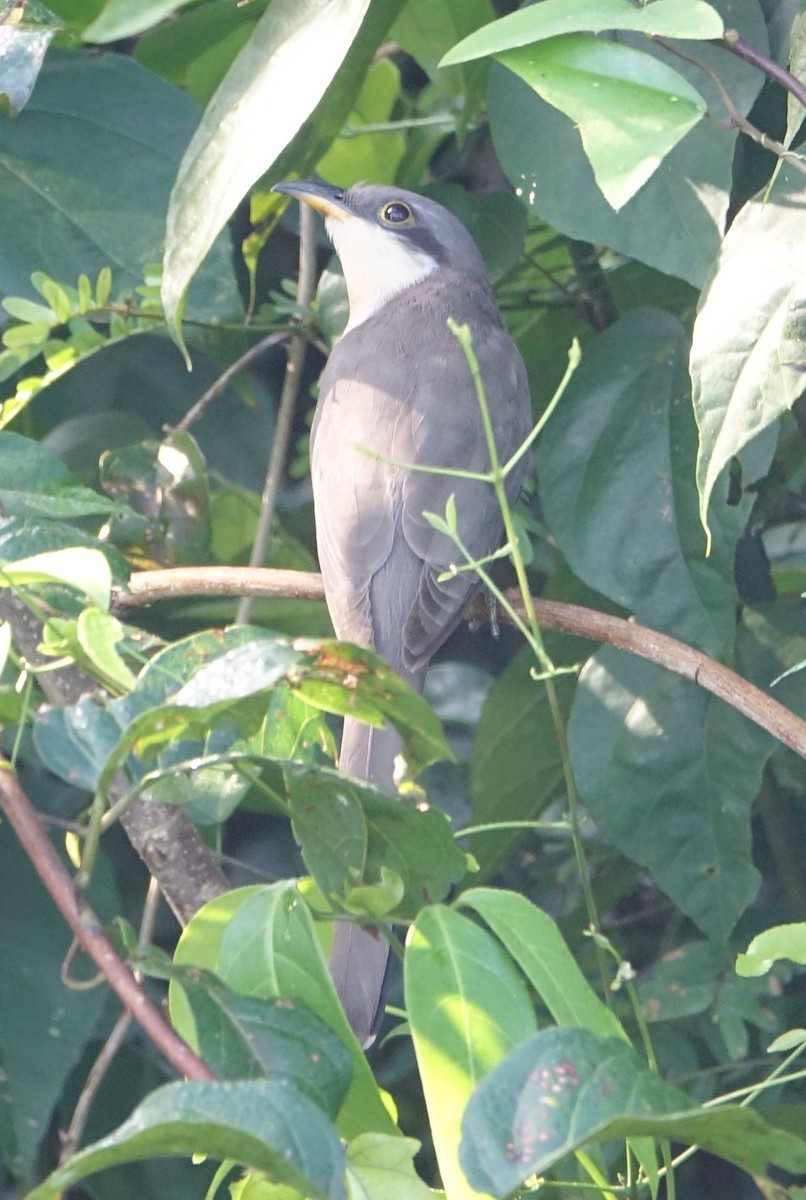 Mangrove Cuckoo - Craig Rasmussen