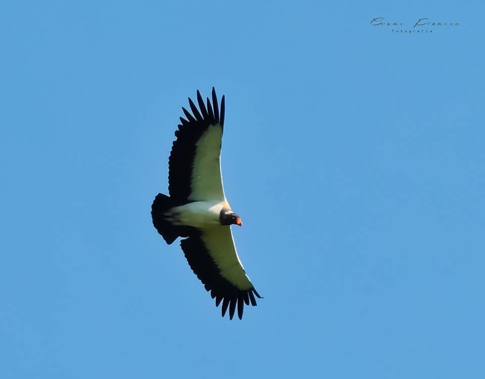King Vulture - Cesar Augusto Pizarro Rios