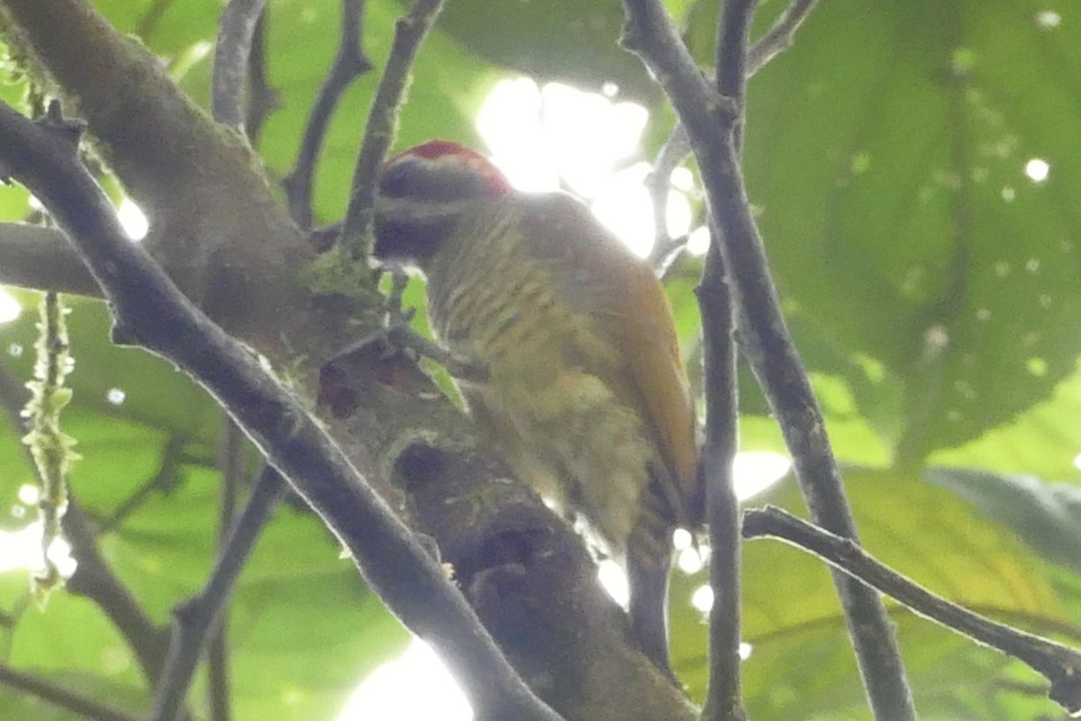 Yellow-vented Woodpecker - Peter Kaestner