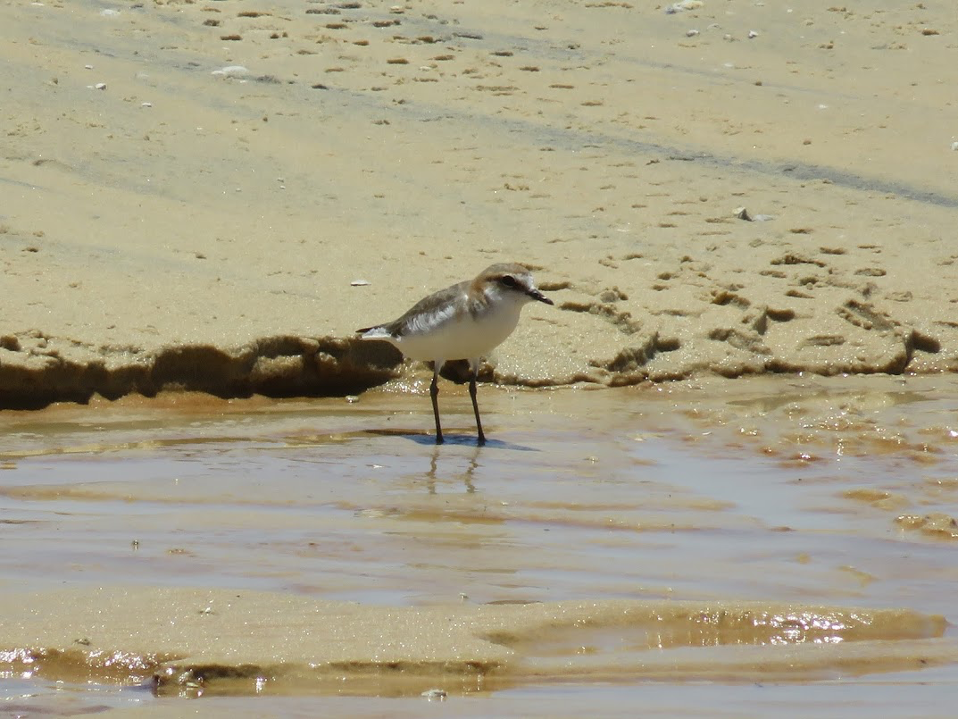Red-capped Plover - ML140429291