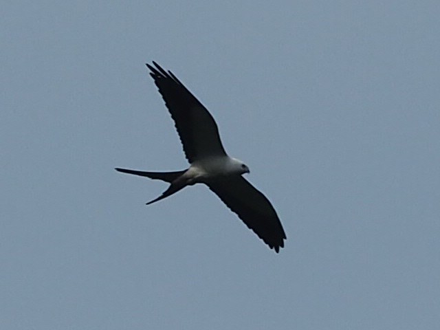Swallow-tailed Kite - ML140433021