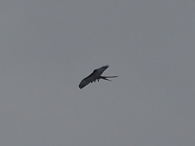 Swallow-tailed Kite - ML140433031
