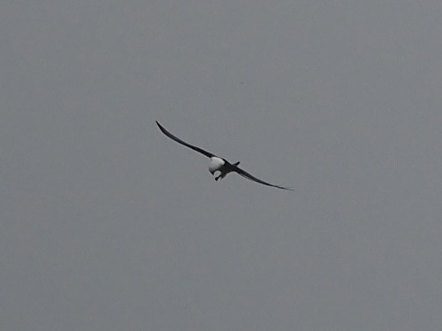 Swallow-tailed Kite - ML140433041