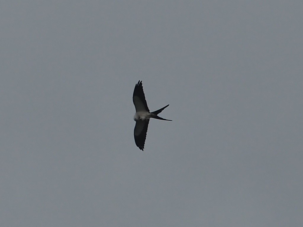 Swallow-tailed Kite - ML140433061