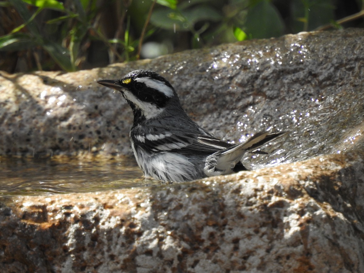 Black-throated Gray Warbler - suska kocis