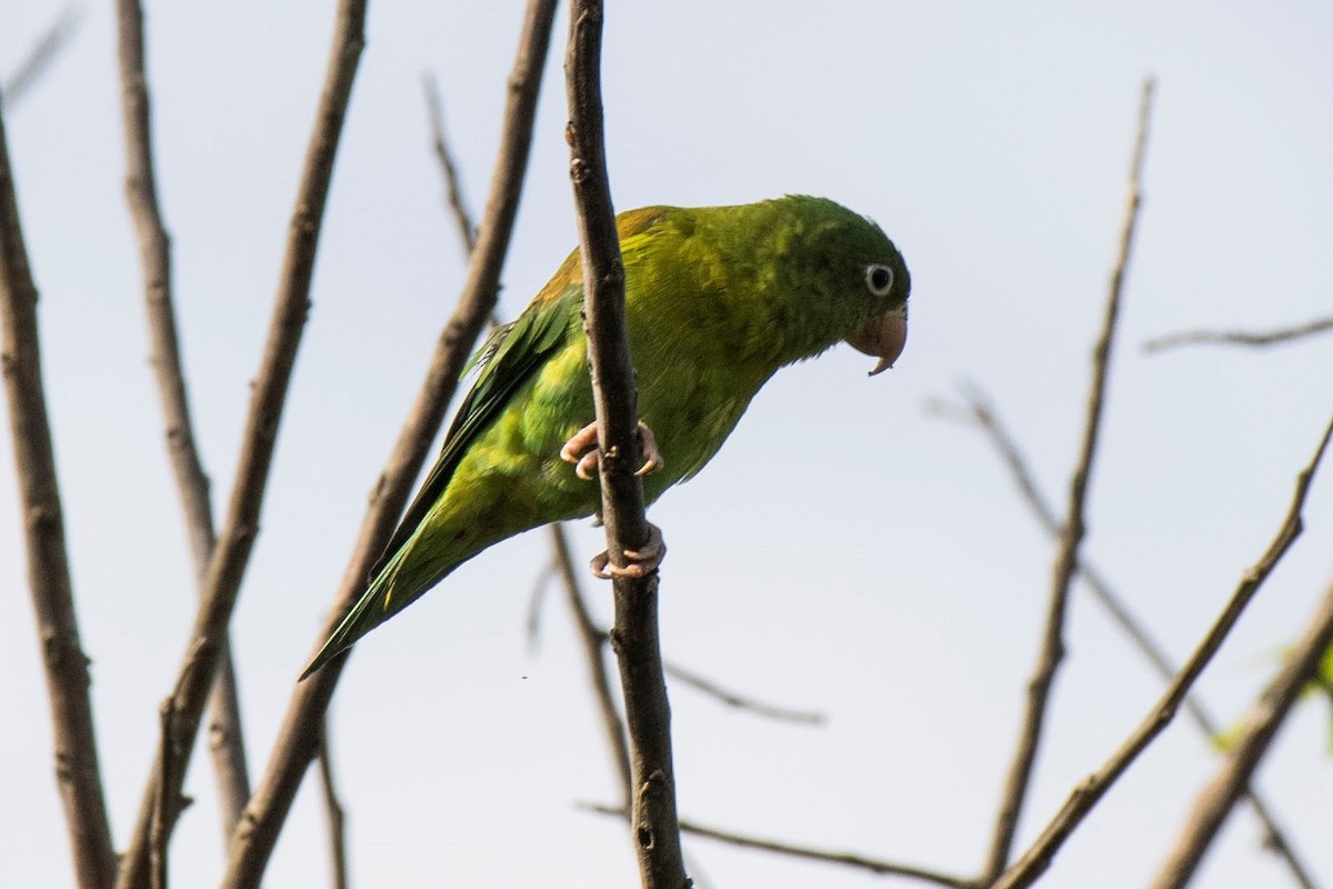 Orange-chinned Parakeet - Estela Quintero-Weldon