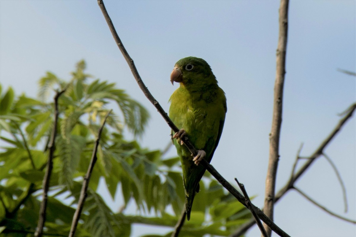 Orange-chinned Parakeet - Estela Quintero-Weldon