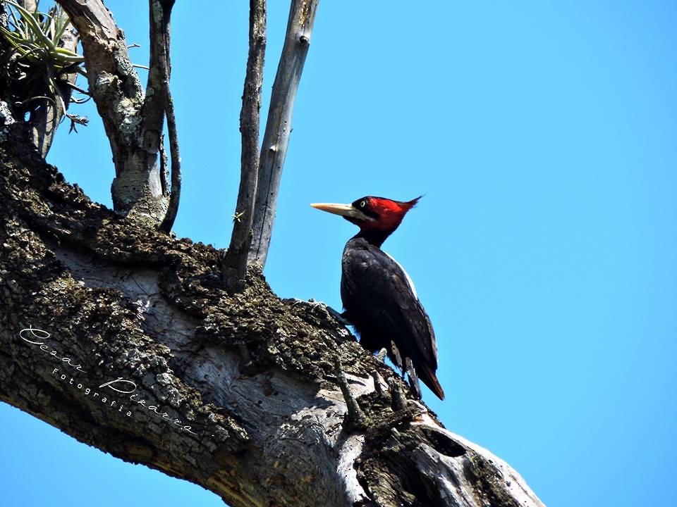Crimson-crested Woodpecker - Cesar Augusto Pizarro Rios