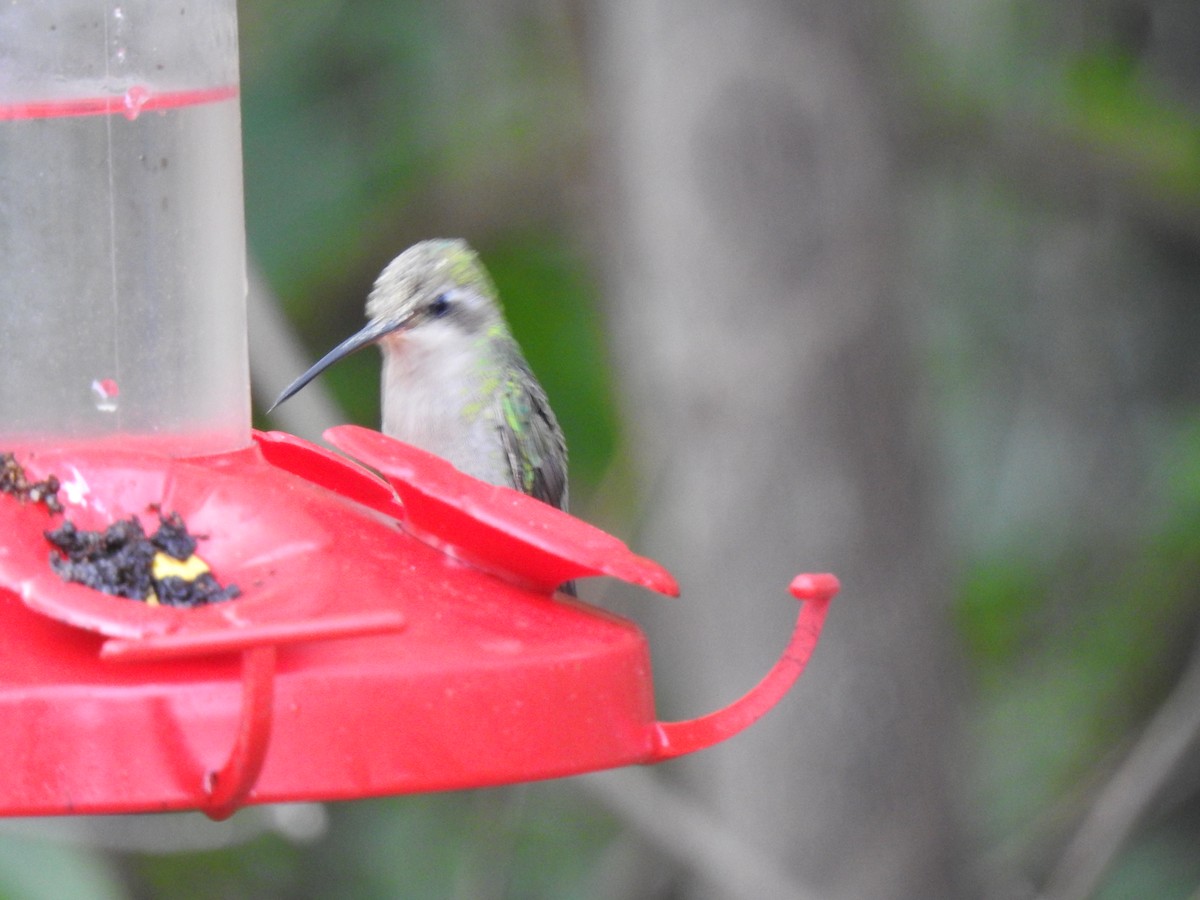 hummingbird sp. - ML140436351