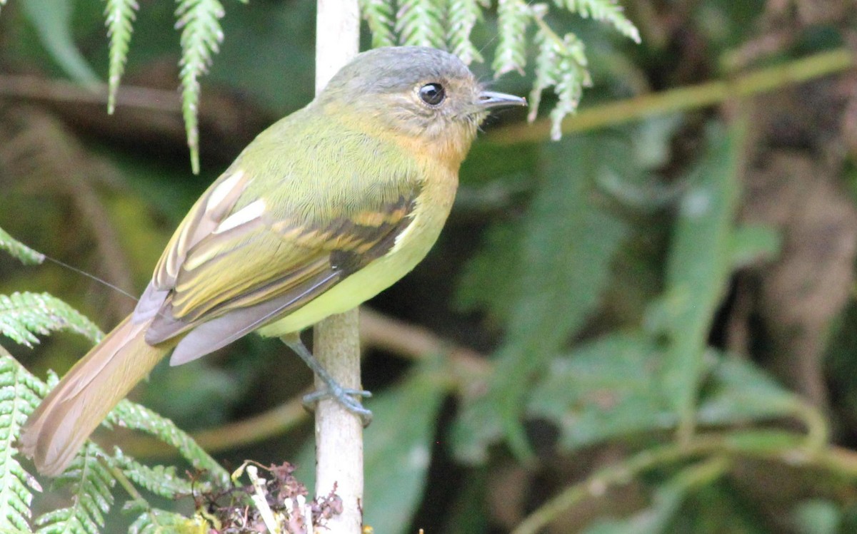 Rufous-breasted Flycatcher - ML140436641