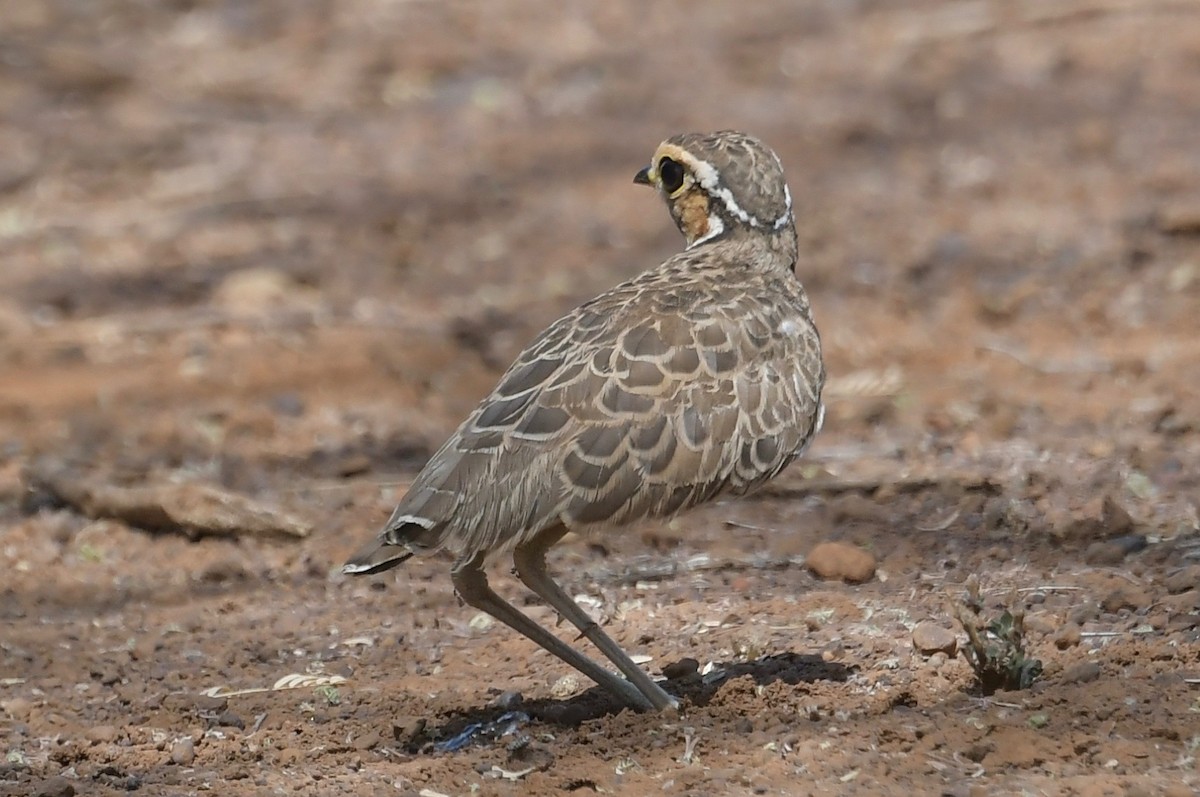 Three-banded Courser - ML140437841