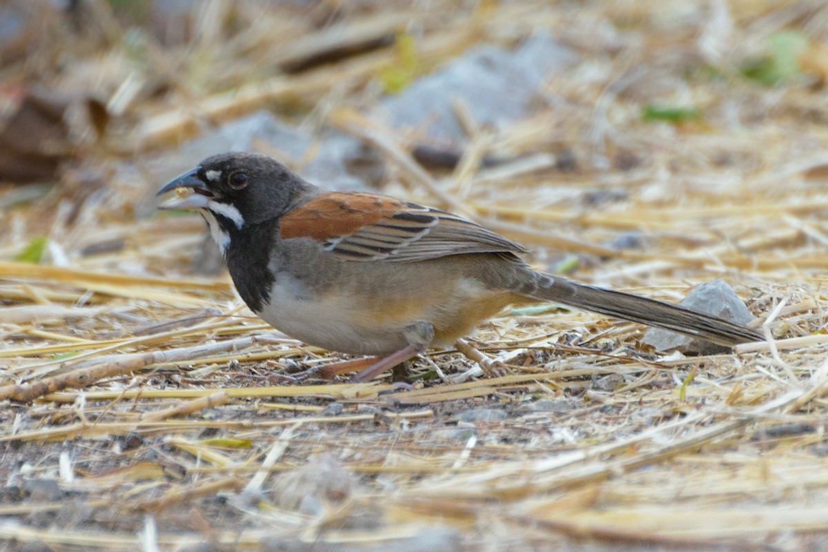 Black-chested Sparrow - ML140438421