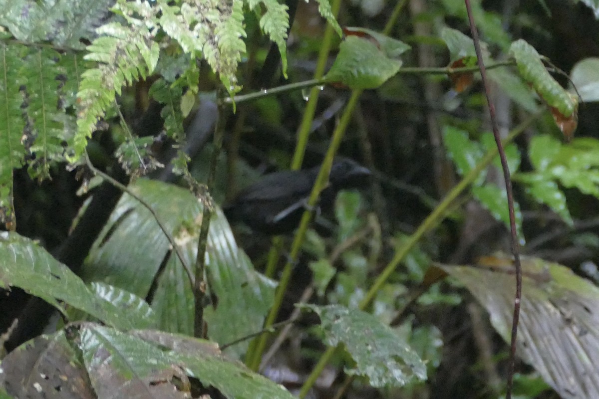 Stub-tailed Antbird - ML140438911