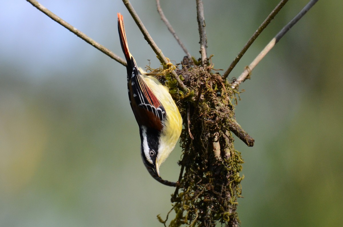 Red-tailed Minla - Dipankar Roy