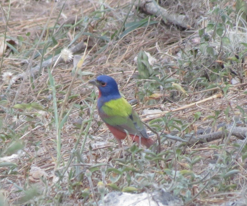 Painted Bunting - ML140439281