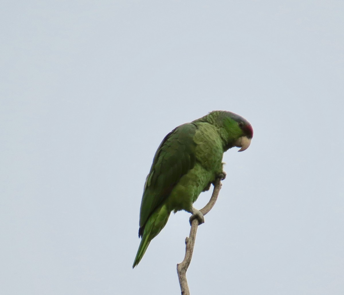 Lilac-crowned Parrot - ML140439801