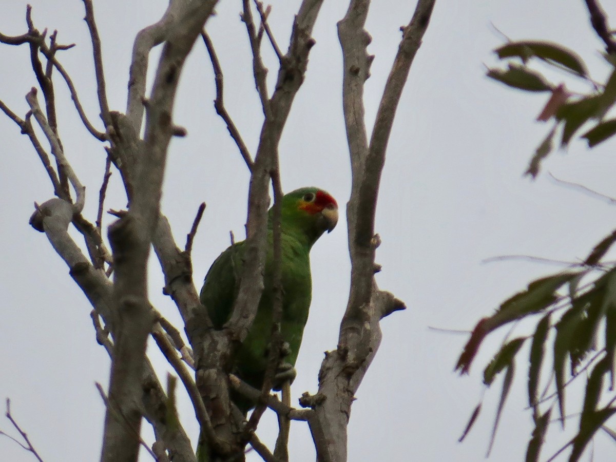 Red-lored Parrot - ML140439921