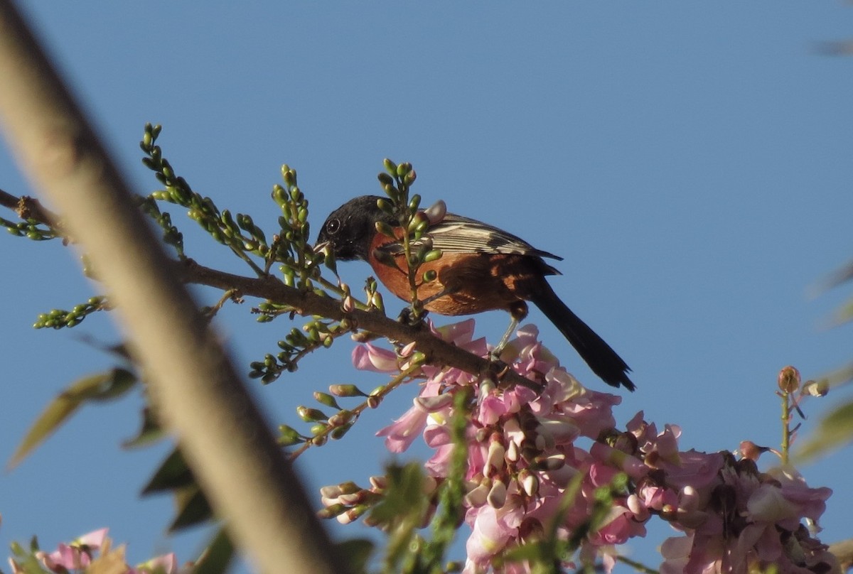 Orchard Oriole - ML140439981
