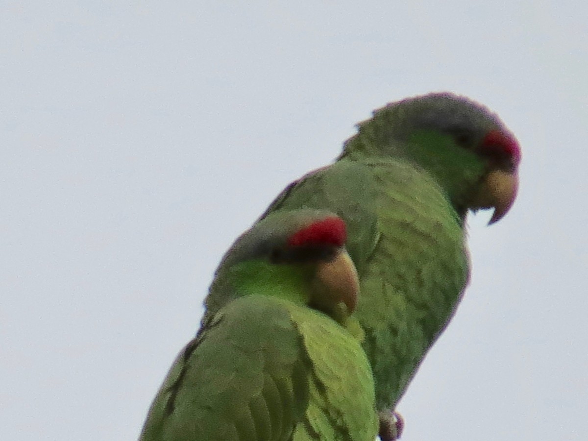 Lilac-crowned Parrot - ML140440381