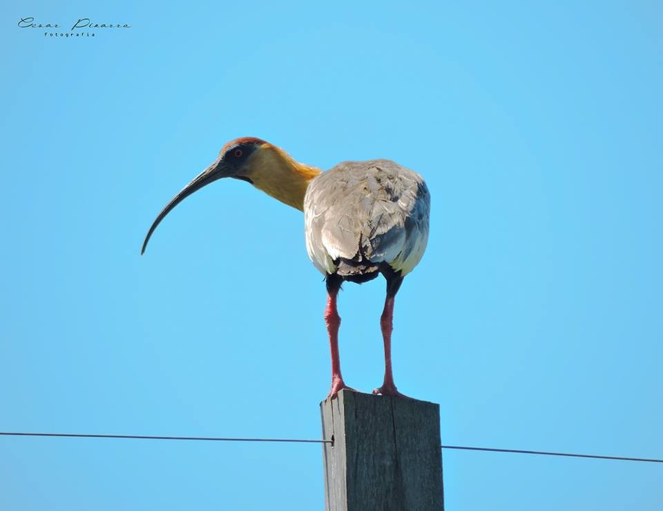 Buff-necked Ibis - Cesar Augusto Pizarro Rios