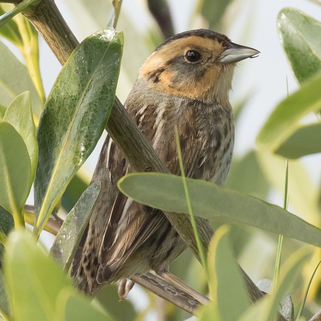 Nelson's Sparrow - John Kendall