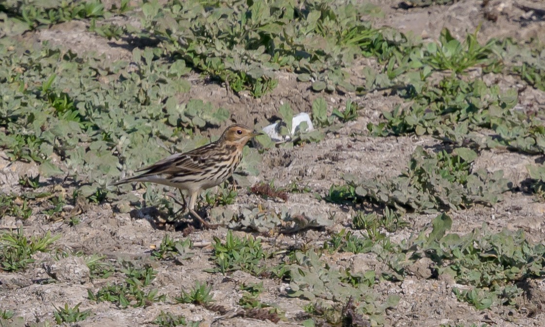 Red-throated Pipit - Becky Matsubara