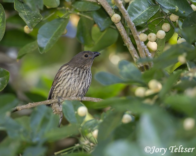 Tooth-billed Bowerbird