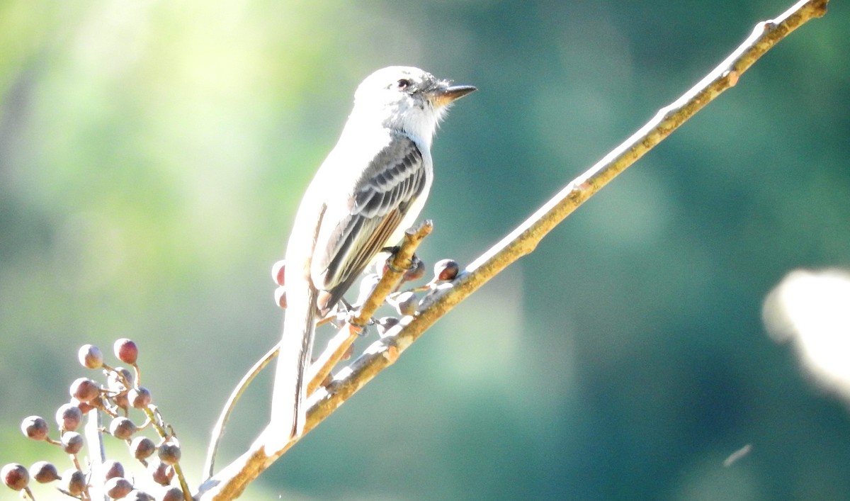 Ash-throated Flycatcher - Luis  Morales