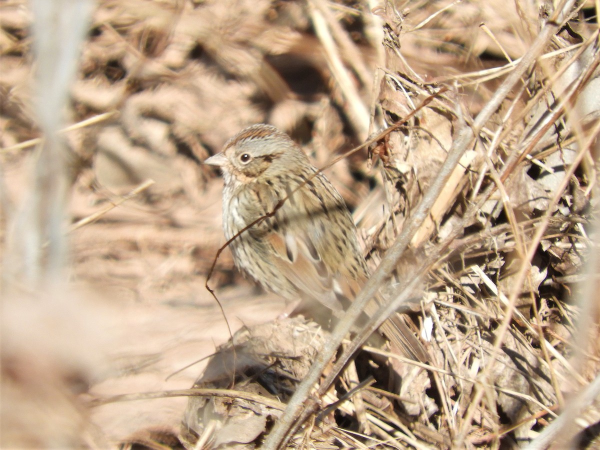 Lincoln's Sparrow - Cliff Cordy
